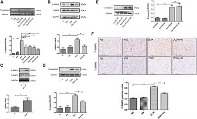 Higenamine Attenuates Doxorubicin-Induced Cardiac Remodeling and Myocyte Apoptosis by Suppressing AMPK Activation